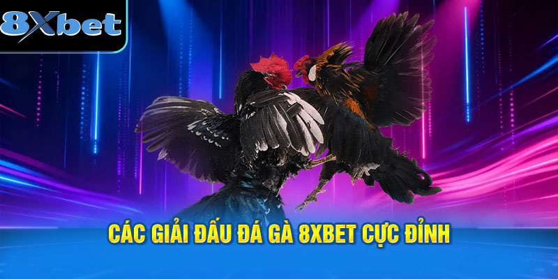 Các giải đấu đá gà 8XBET cực đỉnh