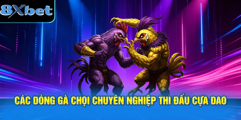 Các dòng gà chọi chuyên nghiệp thi đấu cựa dao