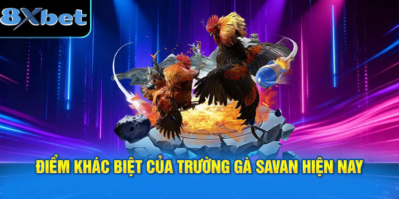 Điểm khác biệt của trường gà Savan hiện nay