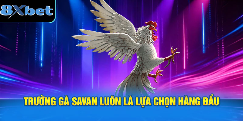 Trường gà Savan luôn là lựa chọn hàng đầu